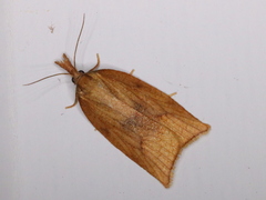 Sparganothis xanthoides