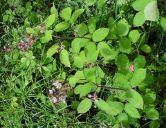 Rubus rufescens