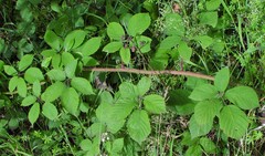 Rubus rufescens