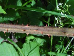 Rubus rufescens