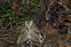 Sthenopis argenteomaculatus