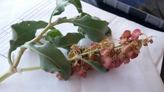Rumex venosus