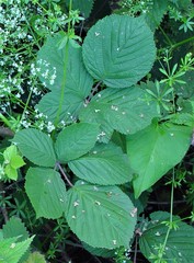 Rubus wirralensis