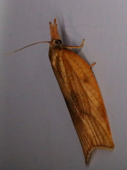 Sparganothis xanthoides