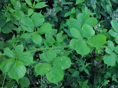 Rubus wirralensis