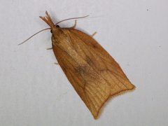 Sparganothis xanthoides