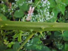 Rubus wirralensis
