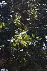 Cercocarpus macrophyllus