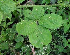 Rubus wirralensis