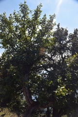 Cercocarpus macrophyllus