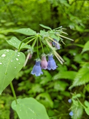 Mertensia paniculata