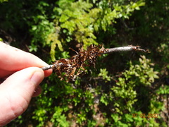 Tuckermanopsis subalpina