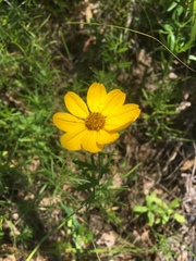 Coreopsis palmata