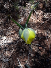 Calochortus raichei