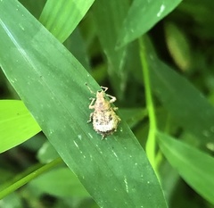 Pseudocneorhinus obesus