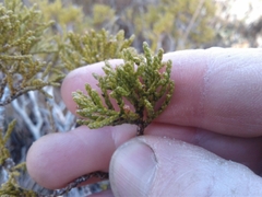 Halocarpus bidwillii