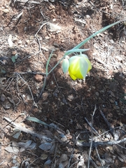 Calochortus raichei