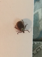 Dermacentor variabilis