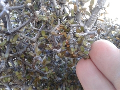 Pittosporum divaricatum