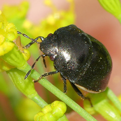 Corimelaena lateralis