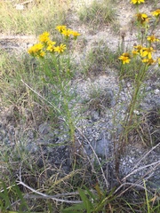 Dysodiopsis tagetoides