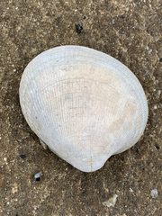 Ruditapes philippinarum