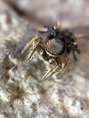 Habronattus schlingeri