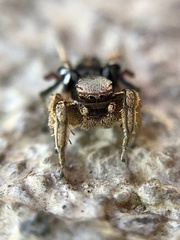 Habronattus schlingeri