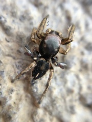 Habronattus schlingeri