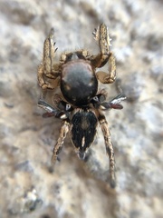 Habronattus schlingeri