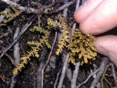 Lepidothamnus laxifolius