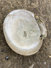 Ruditapes philippinarum