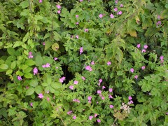 Geranium × oxonianum