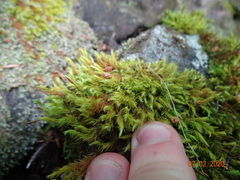 Racomitrium fasciculare