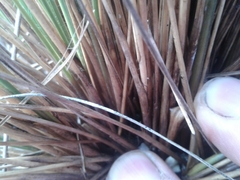 Chionochloa juncea