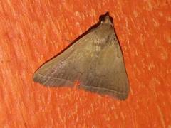 Simplicia cornicalis