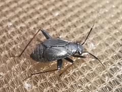 Orthocephalus saltator