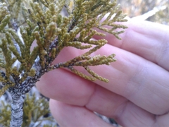 Halocarpus bidwillii