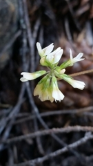 Trifolium breweri