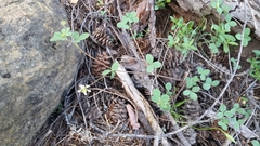Trifolium breweri