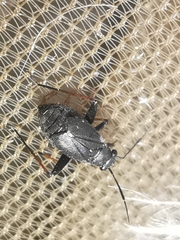 Orthocephalus saltator