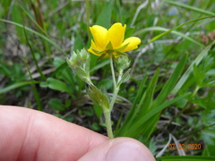 Potentilla drummondii