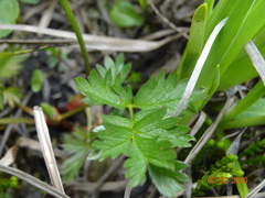 Potentilla drummondii