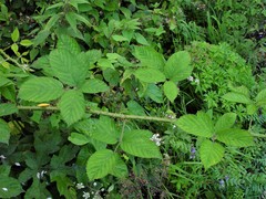 Rubus distractiformis