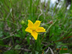 Potentilla drummondii