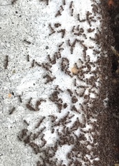 Tetramorium immigrans