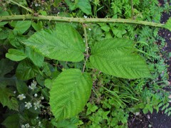Rubus distractiformis