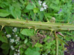 Rubus distractiformis