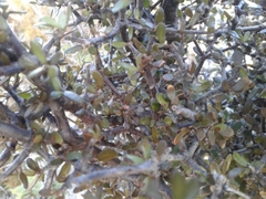Pittosporum divaricatum