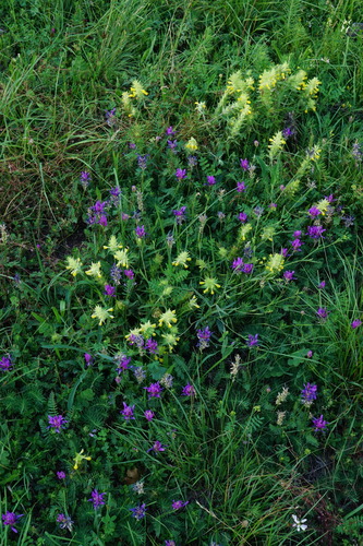 Image of Melampyrum barbatum by (c) Patrick Hacker, some rights reserved (CC BY)